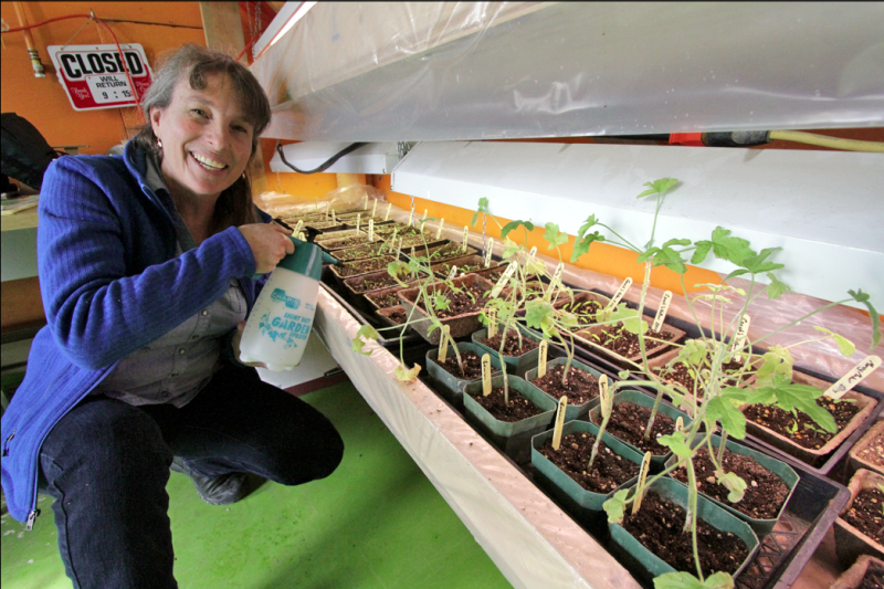 Ally Candy gives TLC to seedlings