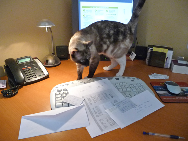 Cat Pema is auditing my junk mail reduction efforts :-)